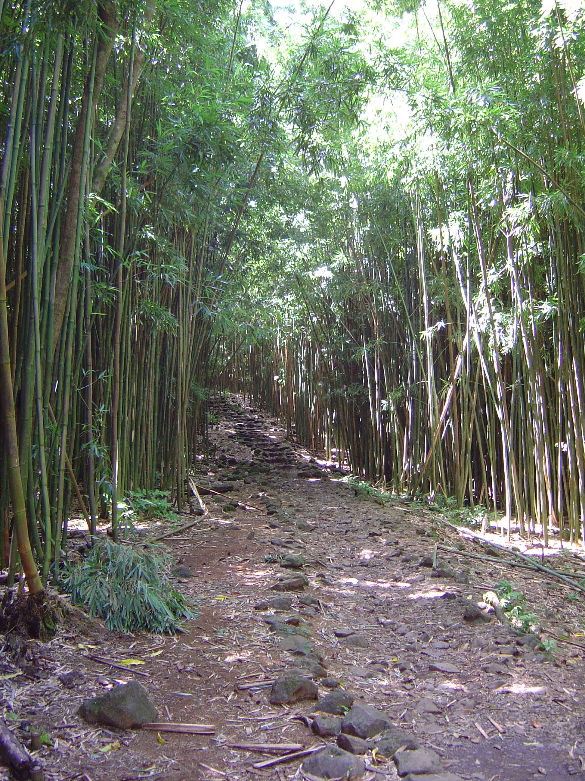 The Trail thru the Bamboo Forest ...